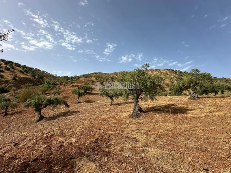 Foto be9cee59-f854-47dc-84b1-f28a20781a8c. Masía casa rural en venta en Álora