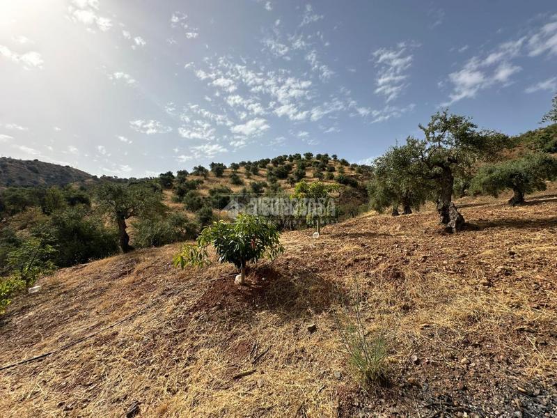 Foto d8b48631-bd5d-4e56-be6f-070089517678. Masía casa rural en venta en Álora