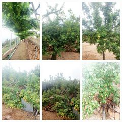 Rural plot in Granadilla de Abona ciudad