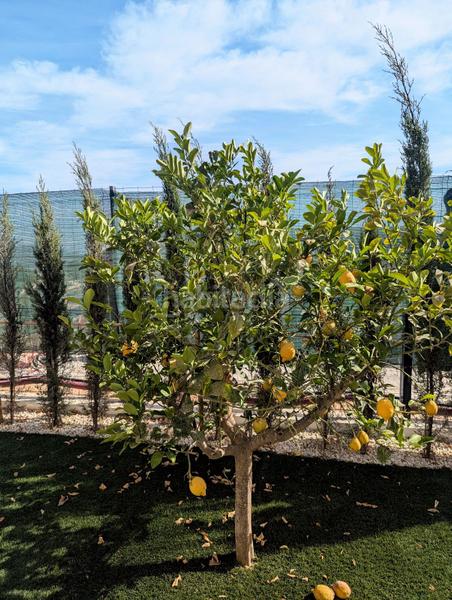 Foto 907750f4-3b40-4569-9ca7-7a37e820296f. Casa adossada amb calefacció aparcament piscina a Nucia (la)