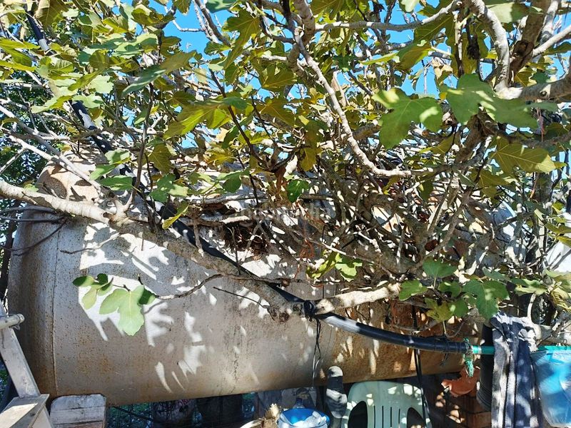 Foto 728b29dd-d159-4291-9aad-421432486707. Finca rústica a El Juncal - Vallealto Puerto de Santa María (El)