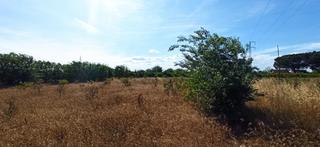 Finca rústica a Urbanitzacions i Pedanies Sud. Se vende parcela de 10000 m2 en alzira vilella. negociable!!!