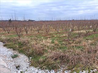 Terreny residencial a Guadassuar. Venta de finca rústica en guadassuar