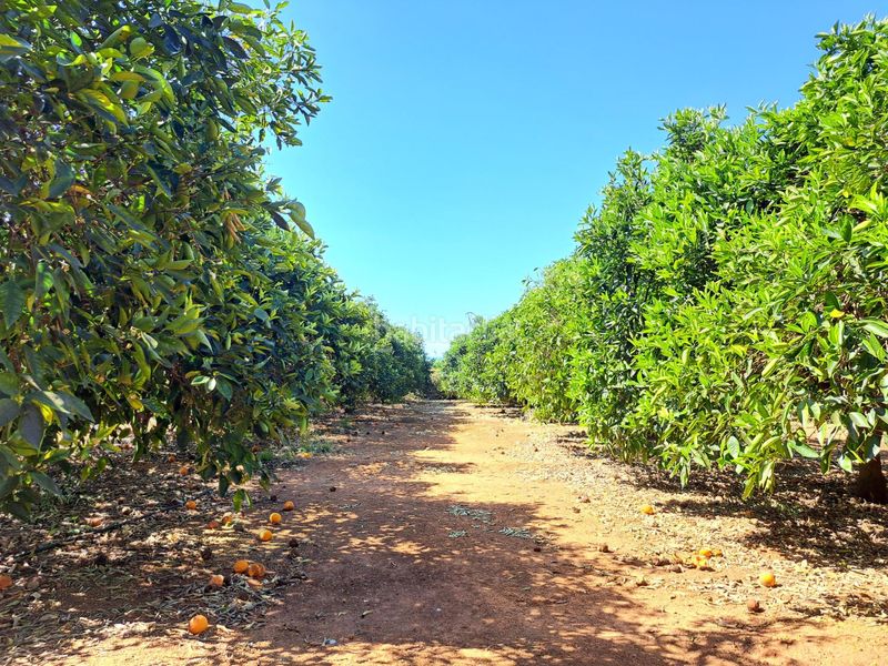 Foto b1f8d286-d16e-428a-86cc-4ccb55527bf7. Finca rústica a Carcaixent