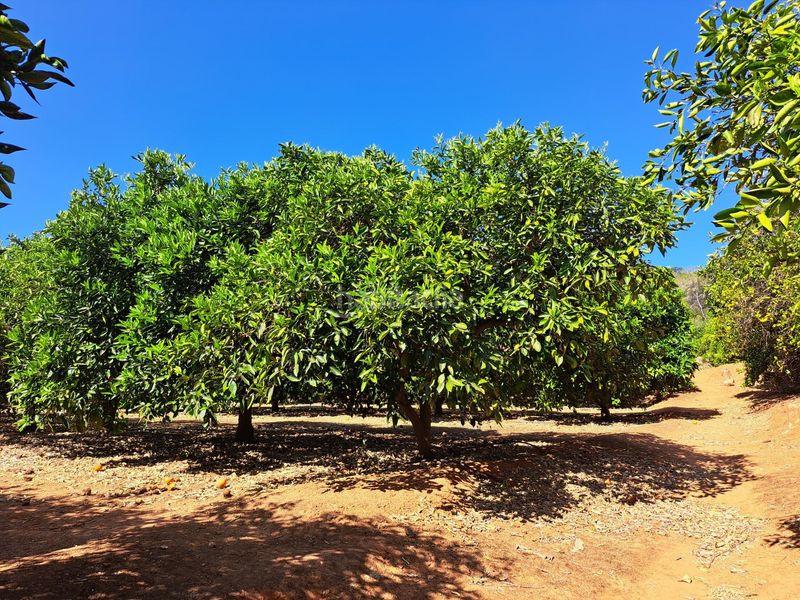 Foto f57fdfb0-efd5-4889-91b3-4c51c53663a5. Finca rústica a Carcaixent