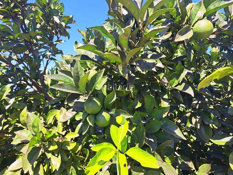 Foto cddad66f-0ddd-4555-9921-659784a92a8d. Finca rústica a Carcaixent