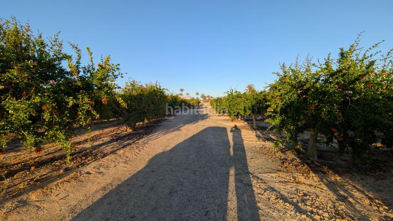 Foto 71a49991-ce46-4c1d-919c-ab23c1e8b2cc. Rural plot in La Algoda - Matola - Llano de San José Elche / Elx