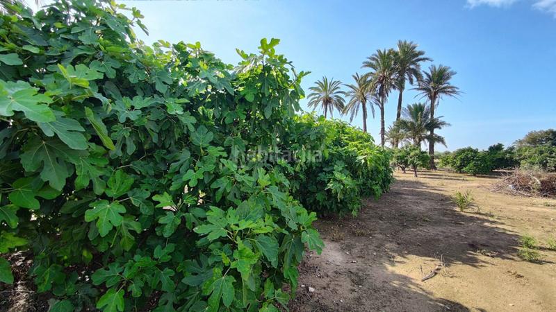 Foto 9c79adb1-cfa6-4353-aa92-dbf26c615fca. Xalet a La Foia - Daimés - Asprella Elche / Elx