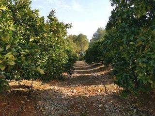 Rural plot in Alzabares