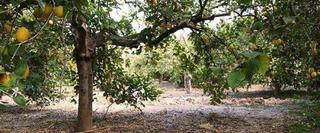 Finca rústica en Alzabares. Parcela en venta a menos de 500 m del casco urbano.