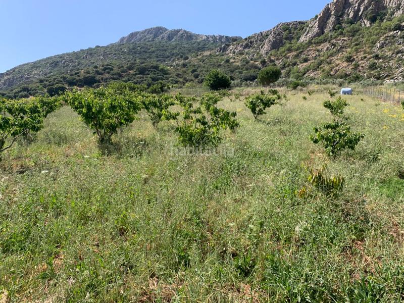 Foto 4449f632-697f-4723-8dae-37865025d2ae. Casale con parcheggio in Alfarnate