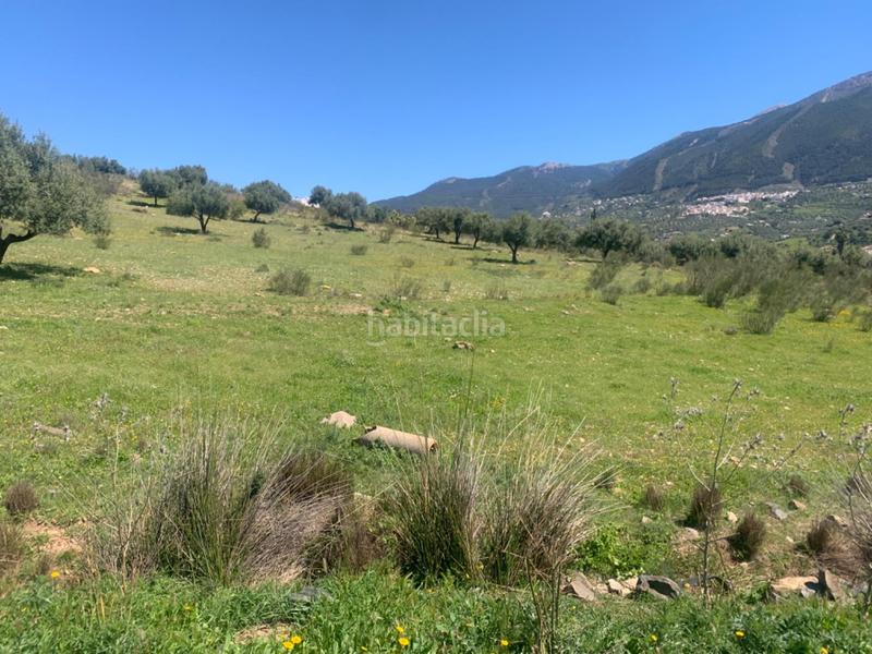 Foto b998c789-3cd3-445e-91ed-2d54a9a38d83. Terrain résidentiel dans Alcaucín