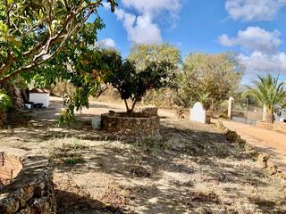 Masia  Olivar con espectacular cortijo
