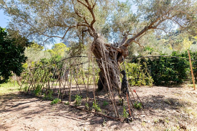 Foto 4a6c355d-1665-47f0-bdd4-50d717249022. Casale con parcheggio piscina in Esporles