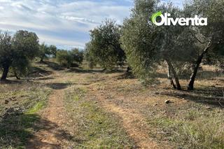 Finca rústica a N/a. Olivar en martos, jaen, 750 olivas