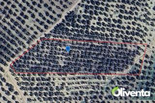 Finca rústica a Calle murillo 11. Se vende olivar de regadío en mengibar – jaén - 265 olivos