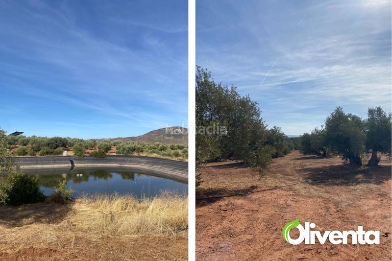 Foto 379f8b88-5bce-4795-9f9d-47545148cd25. Finca rústica en n/a 2880 olivas únicas en venta , al pie del río guadalén en Arquillos