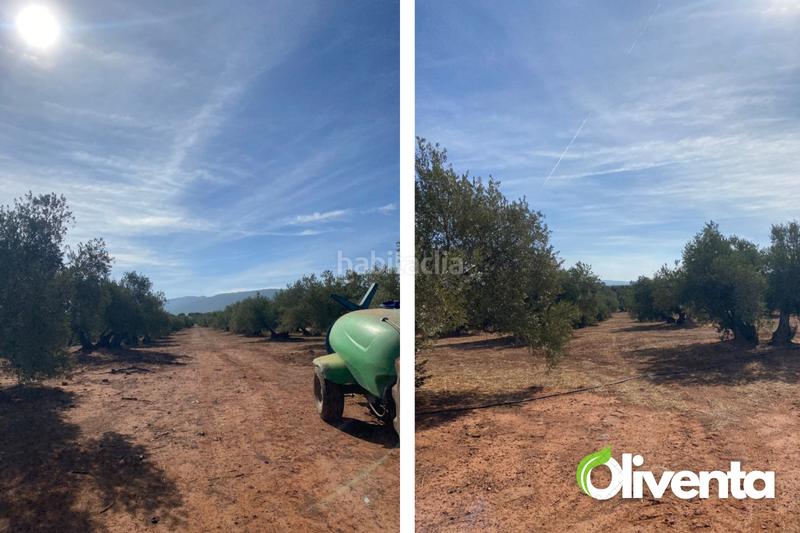 Foto dab0bfdf-d4a4-47d6-bd16-65d3b754a6a6. Finca rústica en n/a 2880 olivas únicas en venta , al pie del río guadalén en Arquillos