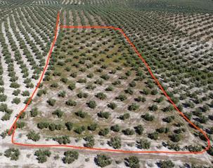 Finca rústica a Jp-2332 10. Olivar en  jaén llano en producción a un paso de jaén capital –