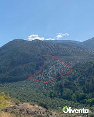 Finca rústica a Calle los rosales 5. Olivar  en jaen, pegalajar con 400 olivos – buen acceso, tierra