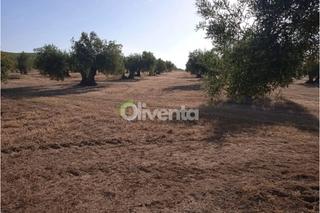 Finca rústica a Plaza constitucion 21. Olivar en torredelcampo, jaén  zona garniel. 200 olivos