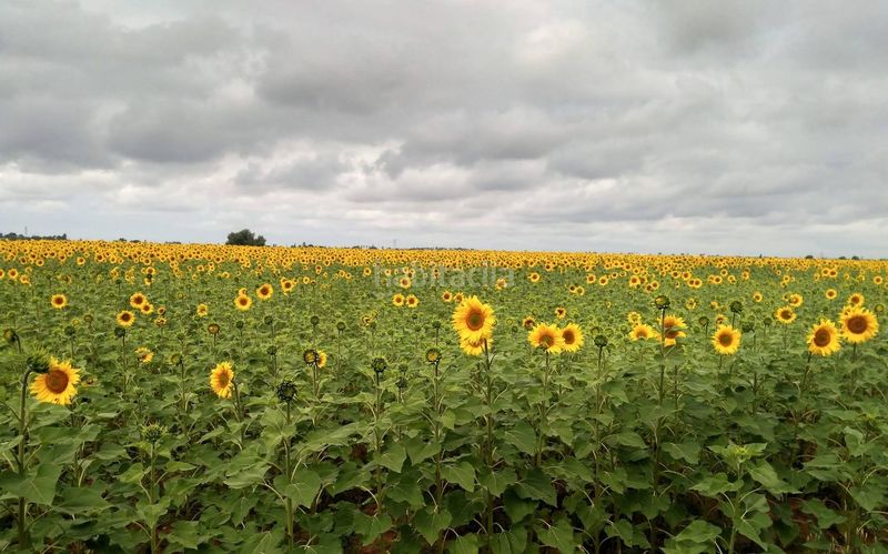 Foto a9ec2dfe-a0d2-4c9a-b5a7-31b6405955a5. Xalet a Palomares del Río