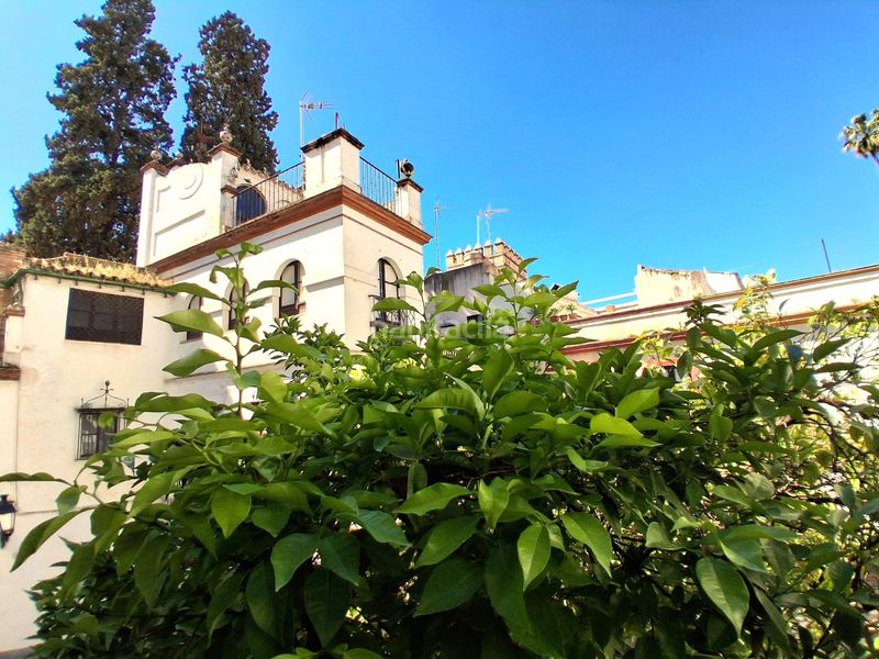 Foto 358e6b99-8a85-4f5f-9d2d-906e6689313a. Pis a Alfalfa - Santa Cruz Sevilla