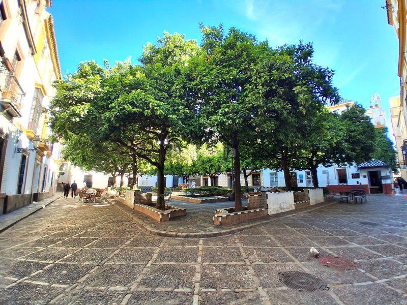 Foto 4e8ff900-3c96-4480-afa6-2bd8e8c398c3. Pis a Alfalfa - Santa Cruz Sevilla