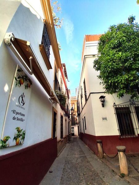 Foto 6dc508c5-ded7-45e0-b626-f3018139b8ab. Pis a Alfalfa - Santa Cruz Sevilla