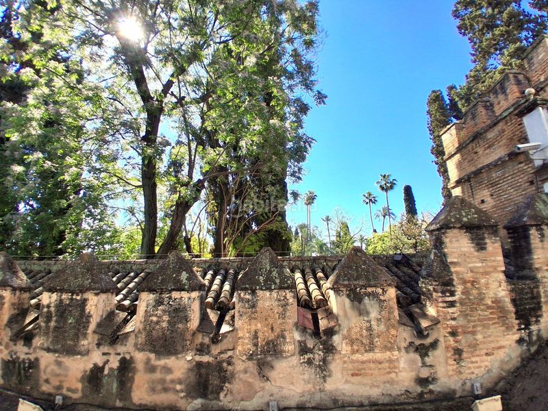 Foto a67a73ae-8669-4fe7-919a-02fd9a05fc4f. Pis a Alfalfa - Santa Cruz Sevilla