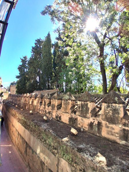 Foto ec099bf3-52c1-463a-b7d6-a33d77180cc4. Pis a Alfalfa - Santa Cruz Sevilla