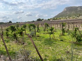 Landgut in Camino alvaro 19