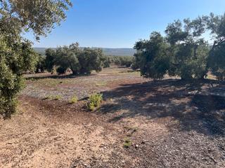 Finca rstica en Doa Menca. Finca de olivar