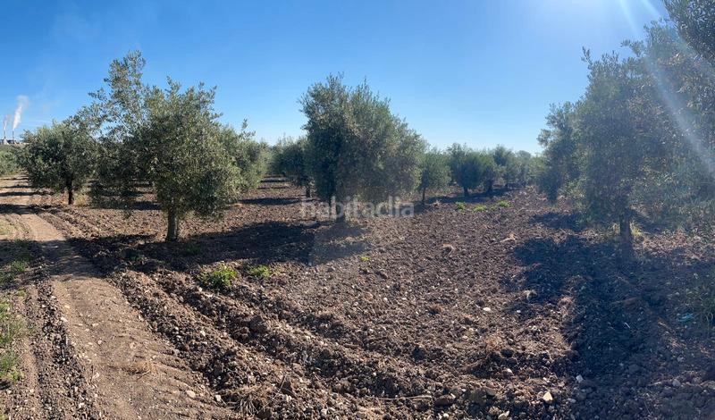 Foto 8340ab42-f523-49dd-9fc0-7b5e04a89a3e. Finca rústica finca a un pie en Nueva Carteya