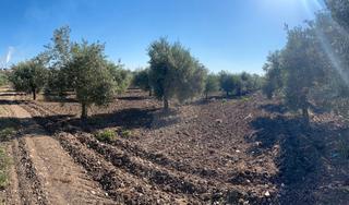 Finca rstica  Calle francisco merino. Finca a un pie