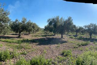 Finca rstica en Nueva Carteya. Olivos a un pie