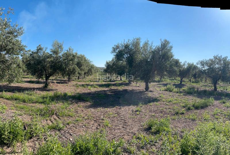 Foto 8cbe12e0-fba5-4205-a42d-ef5bc005b8ea. Finca rústica olivos a un pie en Nueva Carteya