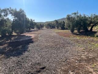 Finca rústica a Avenida castro del río 58. Olivos tradicionales