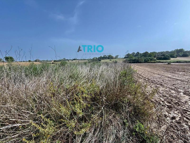 Foto 46517ebe-18c4-4d70-962d-37a2d375160e. Finca rústica a Santa Margalida poble Santa Margalida