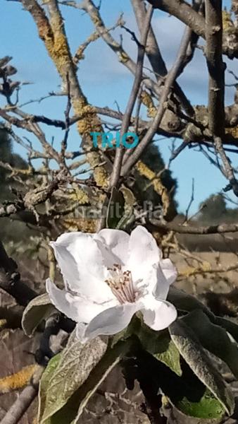 Foto d3137a5f-f95d-4f2a-b8f2-b47f7e7895f1. Finca rústica a Santa Margalida poble Santa Margalida