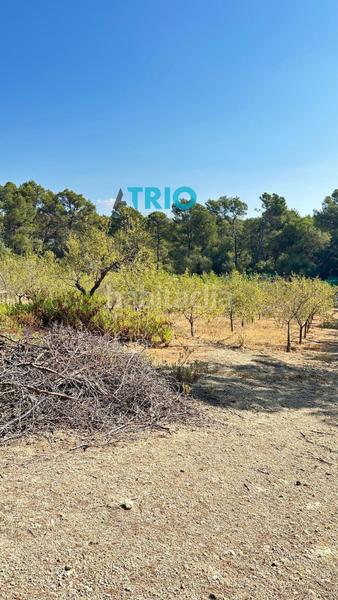 Foto 07027c96-3932-49af-acb9-8f226fa63ef1. Propriété dans n/a dans Algaida