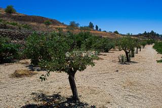 Fondo rustico in Vilaflor. Terrenos en venta en vilaflor
