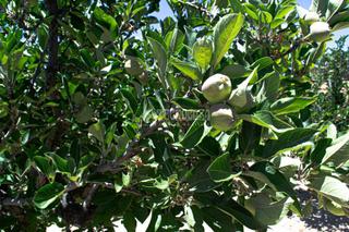 Finca rústica a Vilaflor. Terrenos en venta en vilaflor