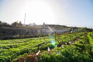 Wohngrundstück in Sauzal (El). Terrenos en venta en el sauzal