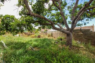 Wohngrundstück in Sauzal (El). Terrenos en venta en el sauzal