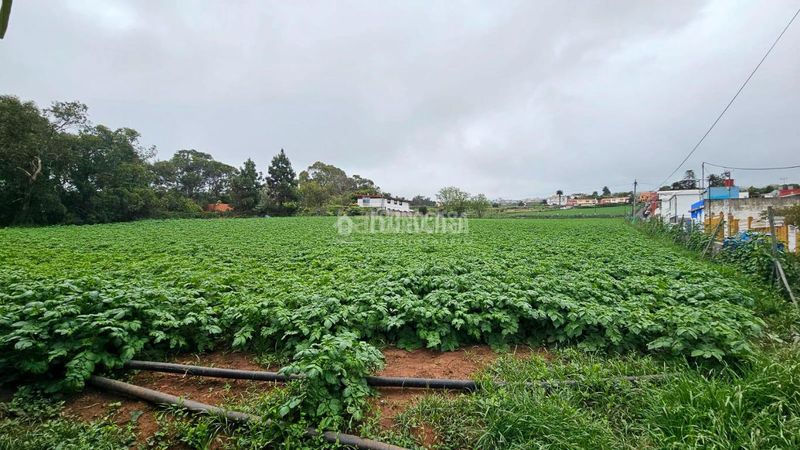 Foto d6f19dd4-689c-432c-840a-1779b0b8c0f9. Finca rústica a Guayonje - Mesa del Mar Tacoronte