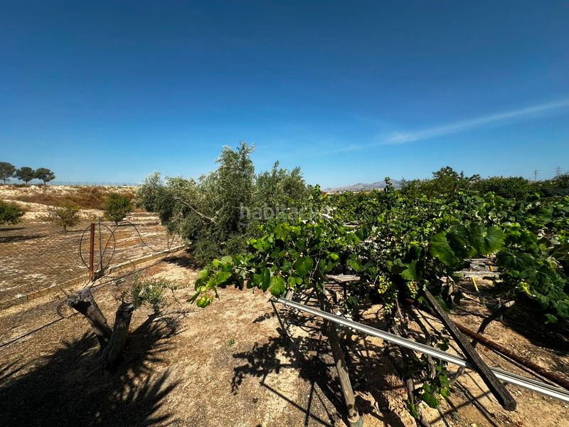 Foto a2b78a95-72d2-451e-9871-ec41e58c6d3c. Finca rústica a Villamontes-Boqueres Sant Vicent del Raspeig
