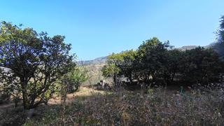 Finca rstica en Vega de San Mateo. Terrenos en venta en vega de san mateo