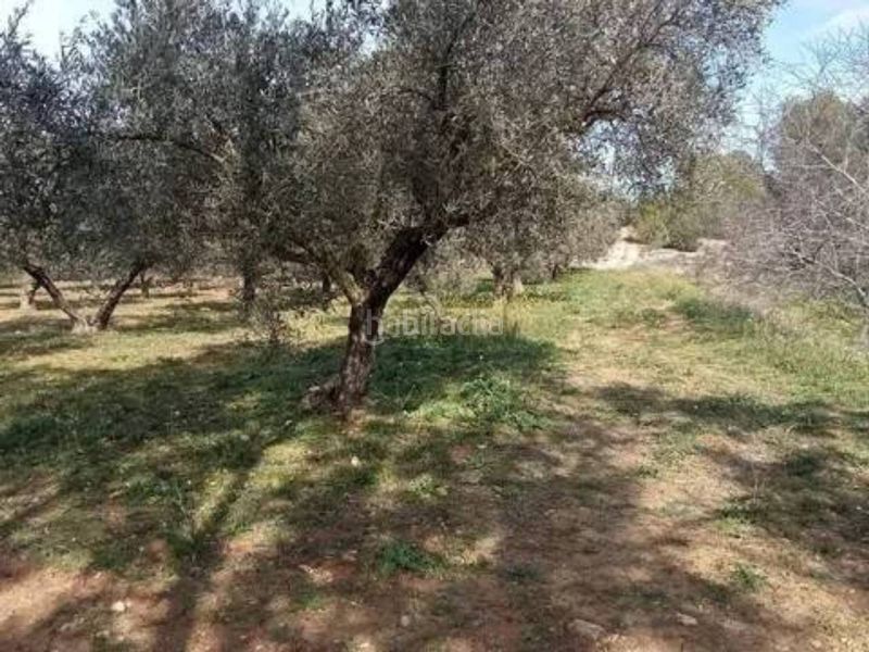 Foto 2f19f1a3-48e3-4c92-9b67-9fa7ac2d74ae. Finca rústica a Guadasséquies
