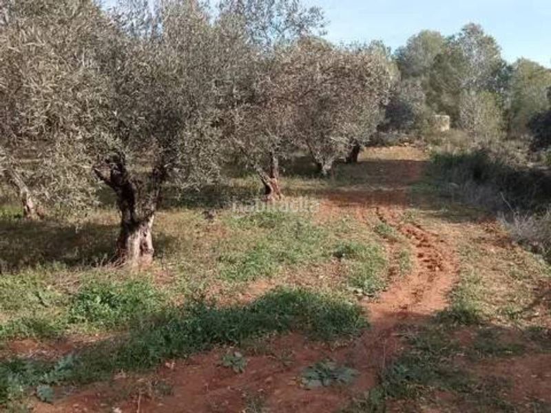 Foto b78c9e5a-9b65-4da5-9fd8-1ae1d20cd3e4. Finca rústica a Guadasséquies